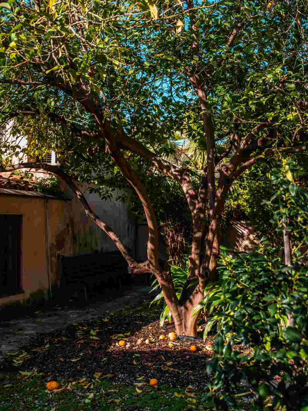 Giardino interno di Palazzo dell’Infermeria San Pietro a Sassari