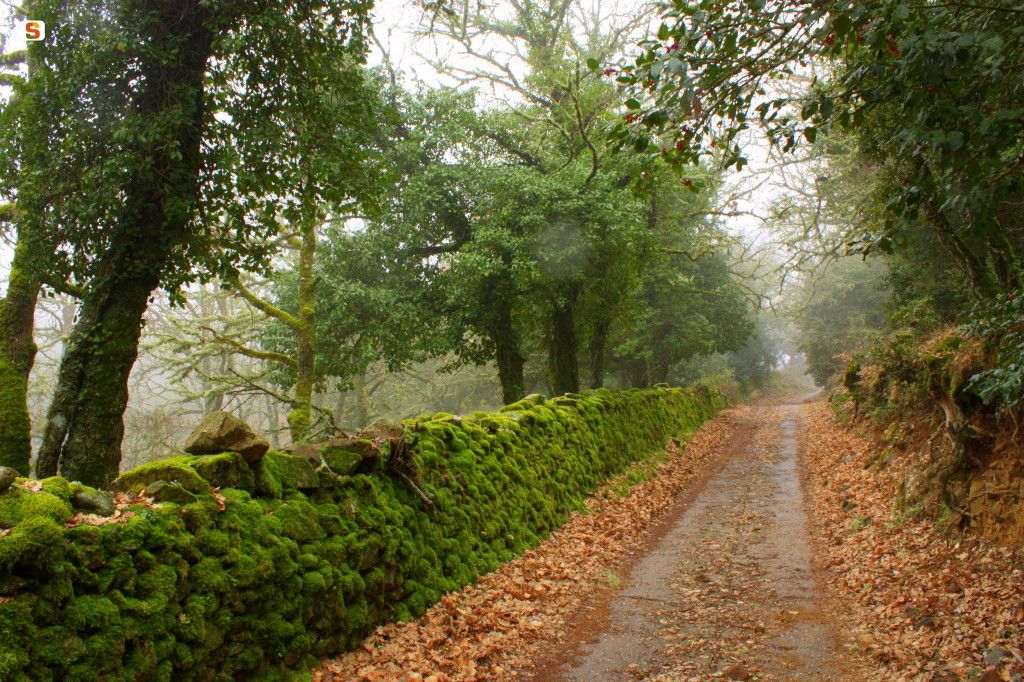 Goceano, San Francesco path. Saba Alessio Credits: AGENZIA REGIONALE FORESTAS, www.sardegnaforeste.it