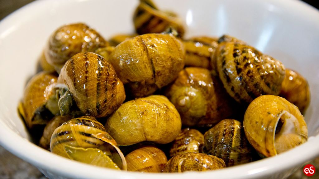 “CIOGGA”, SNAILS IN ALL THE SAUCES