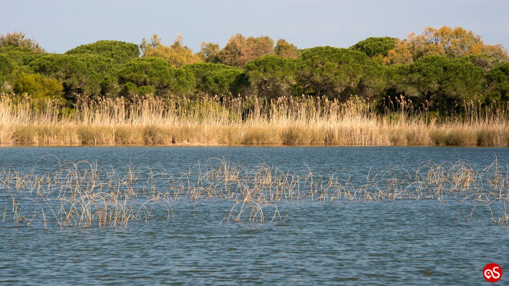 Lo stagno di Platamona. Tra ginepri profumati e birdwatching